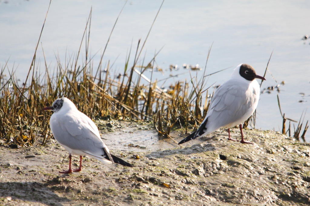 Terns