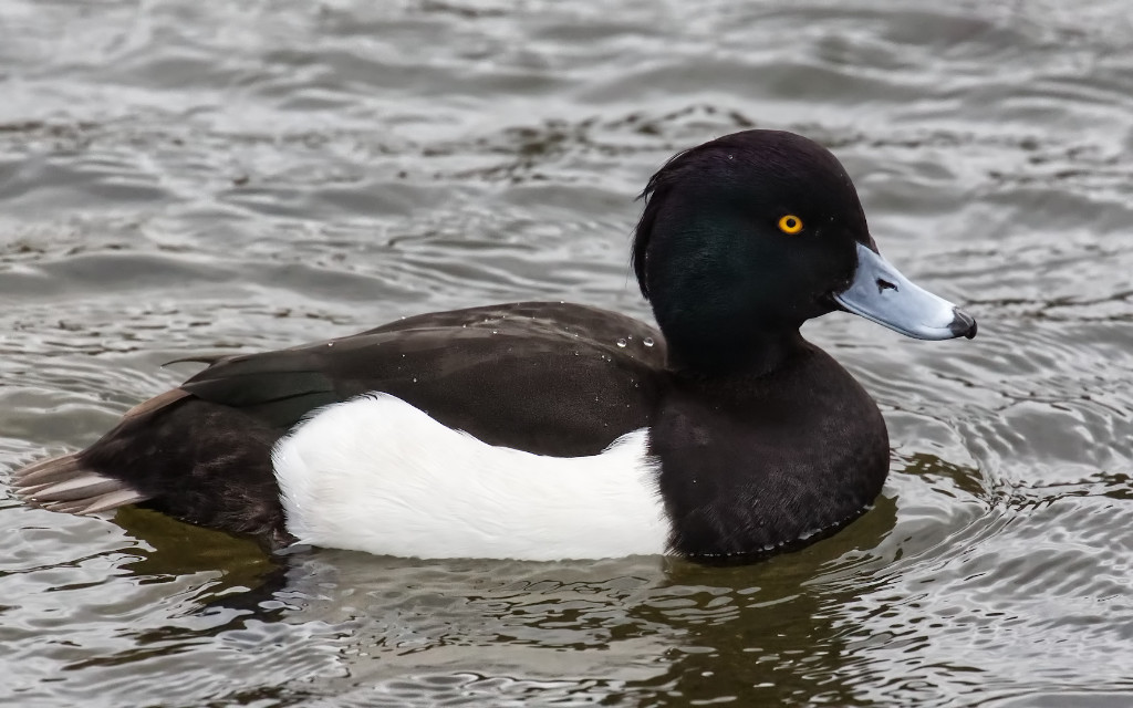 Tufted Duck.jpg