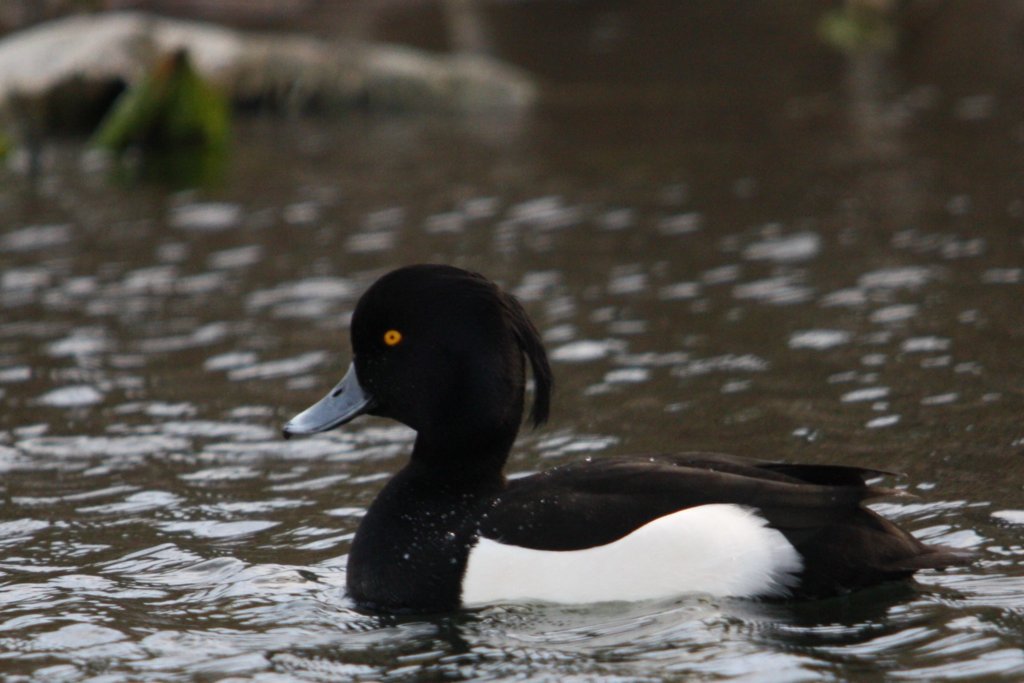 Tufted Duck