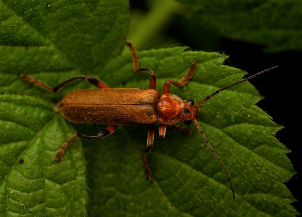vivid soldier beetle