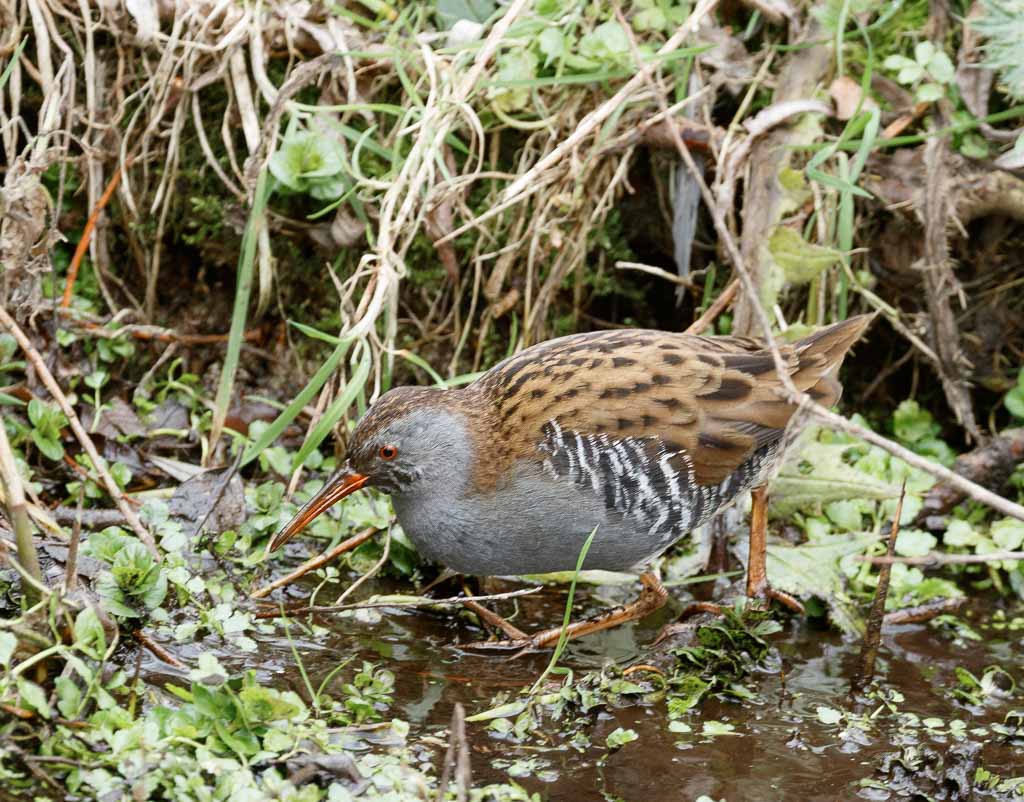 Water Rail