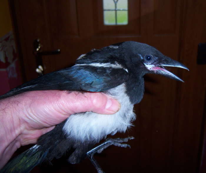 Who fell down the chimney