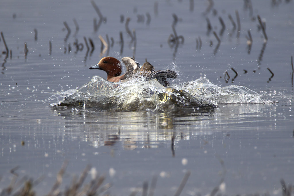 Wigeon 200306 04.jpg