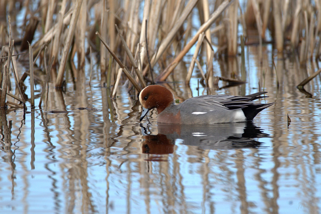 Wigeon 200306 06.jpg