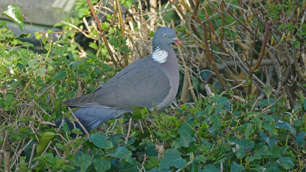 woodpigeon.jpg