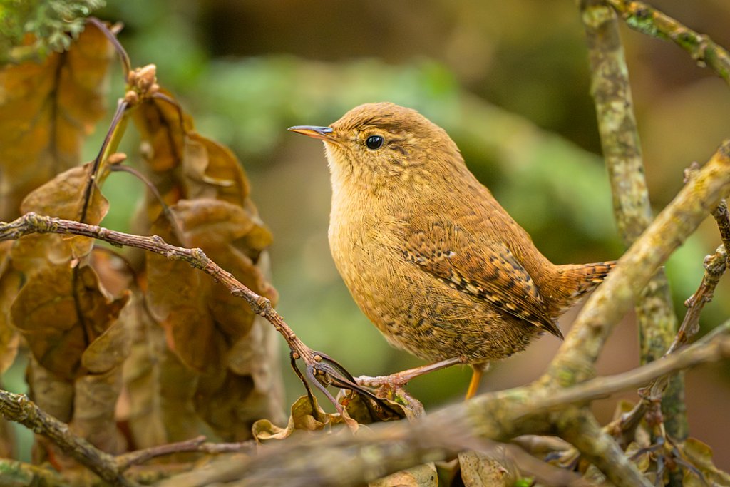 Wren (Troglodytes troglodytes)