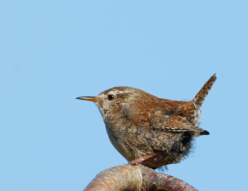 Wren