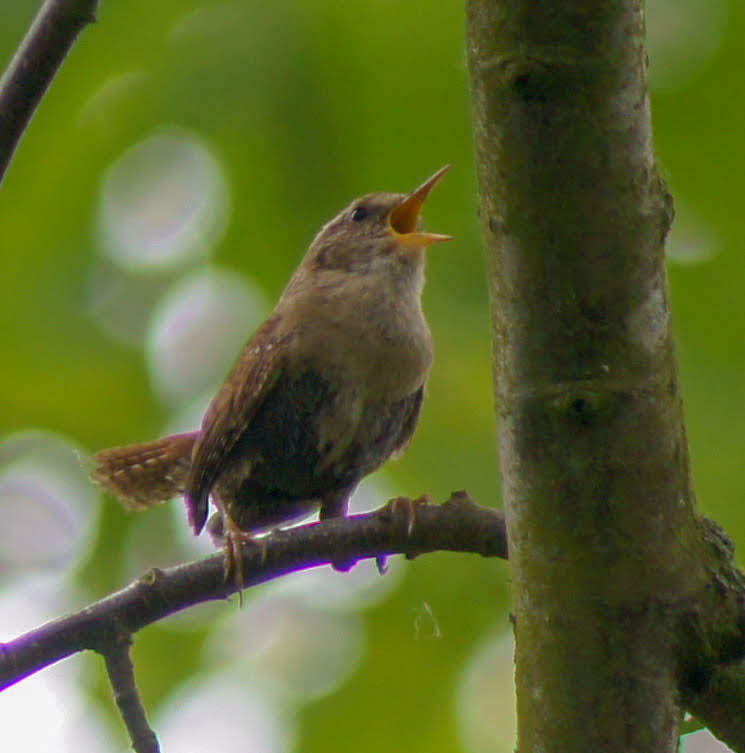 Wren