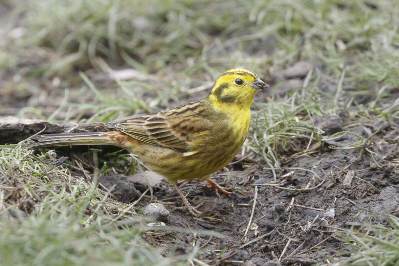 Yellowhammer (male)