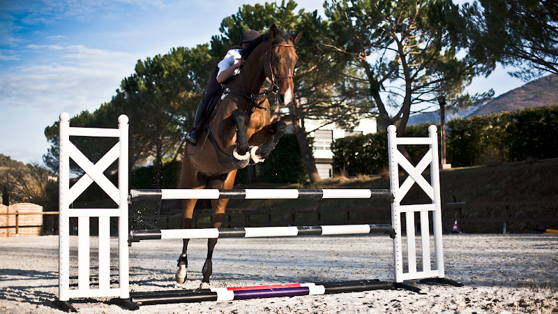 Showjumping-4.jpg