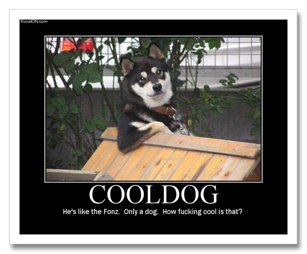 cool_dog.png