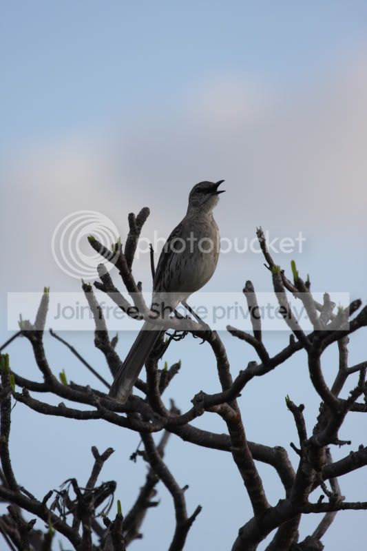 _MG_5376BahamaMockingbirdforediting.jpg