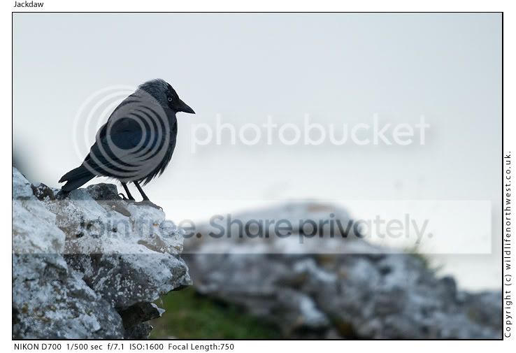 Jackdaw.jpg