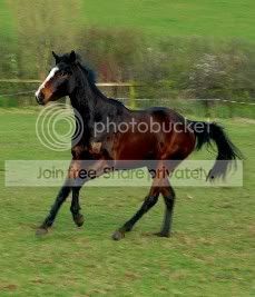 canter1.jpg