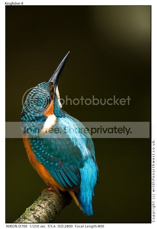 Kingfisher8.jpg