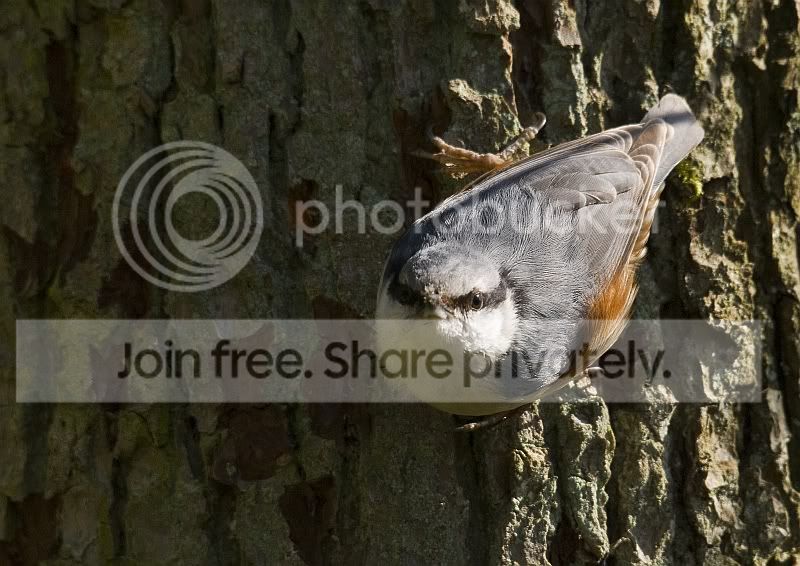 Nuthatch2.jpg