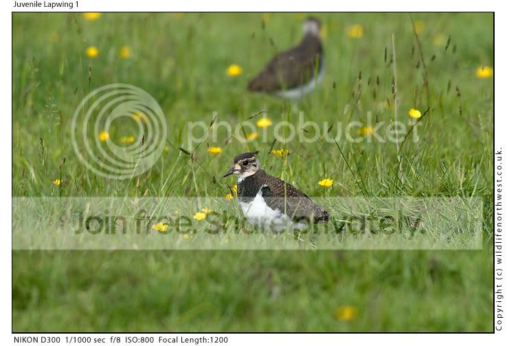 JuvenileLapwing1.jpg