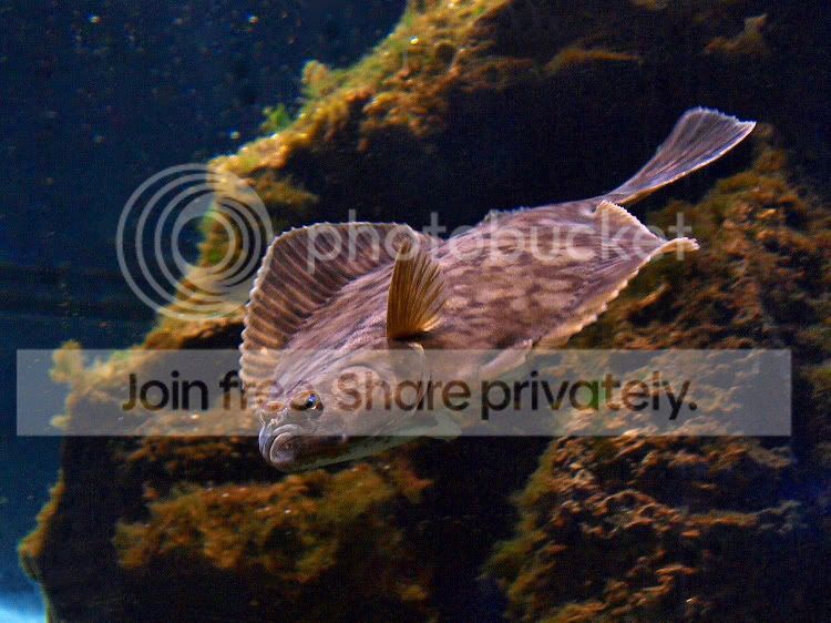 flounder.jpg