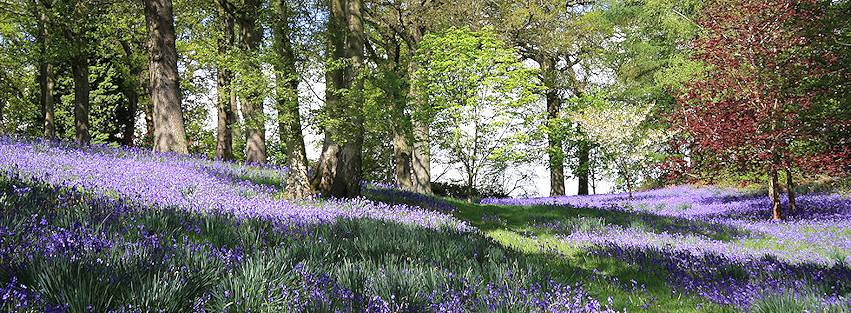 bluebell-woods.jpg