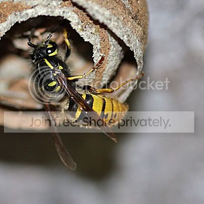 wasp1.jpg