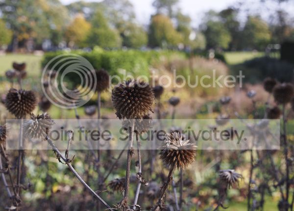 Smallthistles-small.jpg