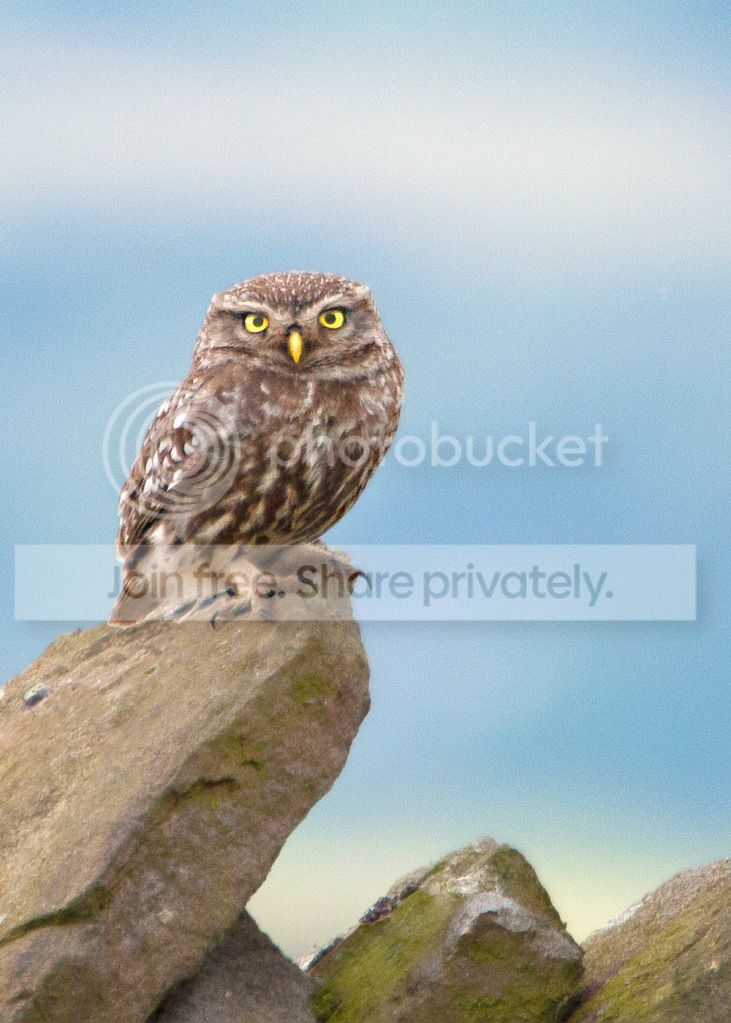 Little_Owl.jpg
