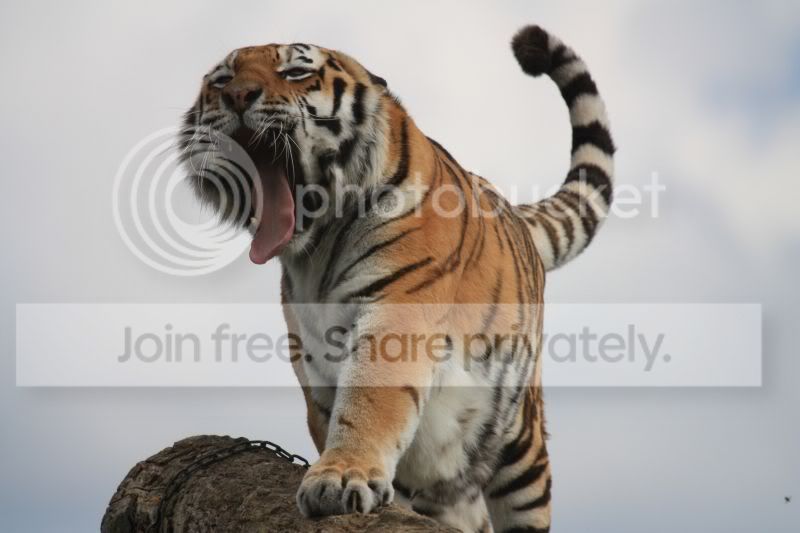 TigerDescent.jpg
