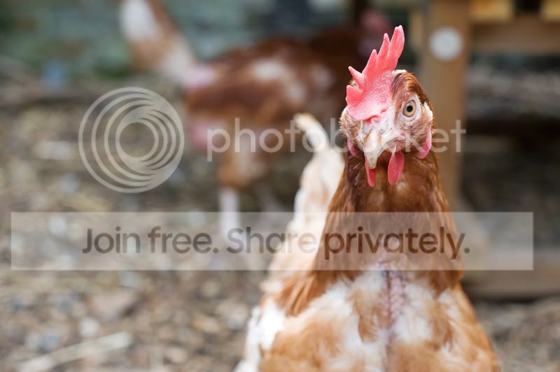 Chickens-4.jpg