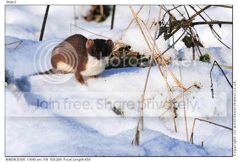 Stoat2.jpg