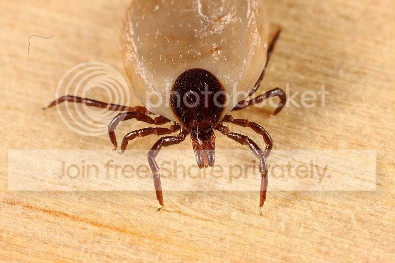 Tick_body.jpg