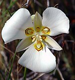 150px-Sego_lily_cm.jpg