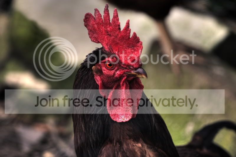 Cock001.jpg