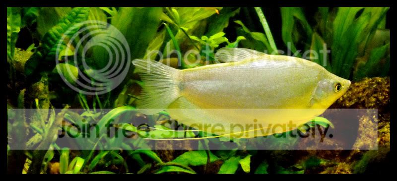 gourami2-3.jpg