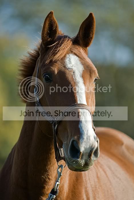 Horse3700pix.jpg