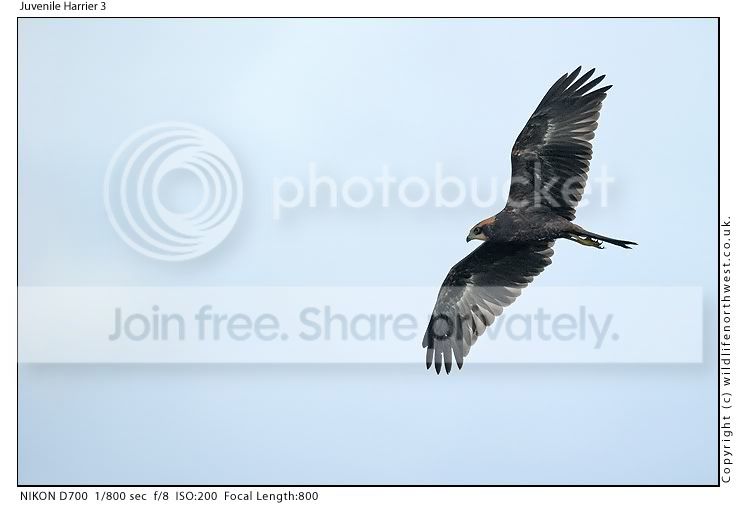JuvenileHarrier3.jpg