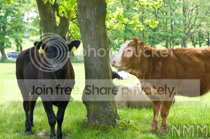 cows2.jpg