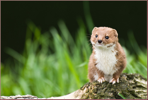 Stoat_by_HairyToes.jpg