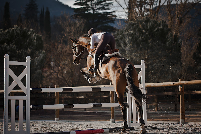 Showjumping-3.jpg