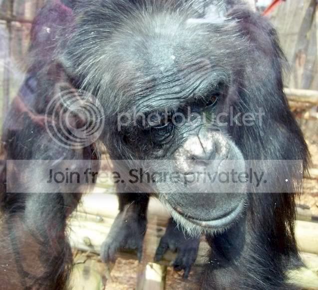 chimp2.jpg