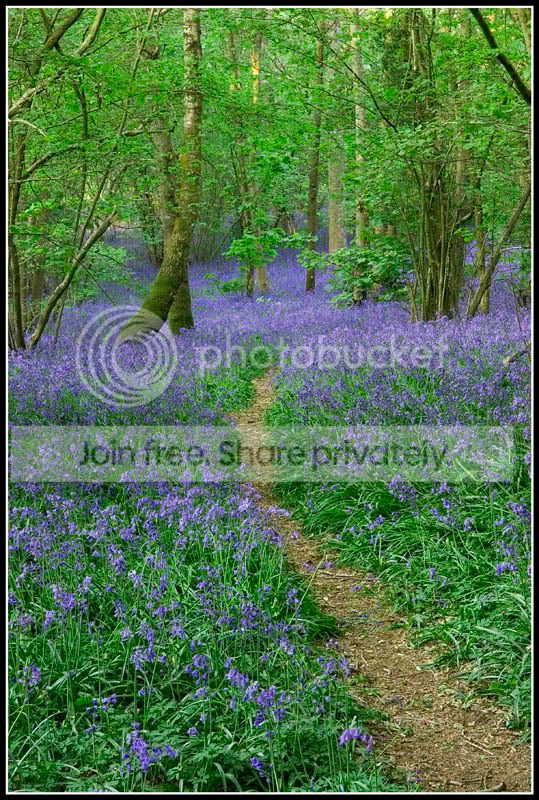 Bluebells001FF.jpg