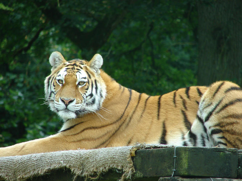 Longleat_Tiger_by_Michelle_by_dmccabe.jpg