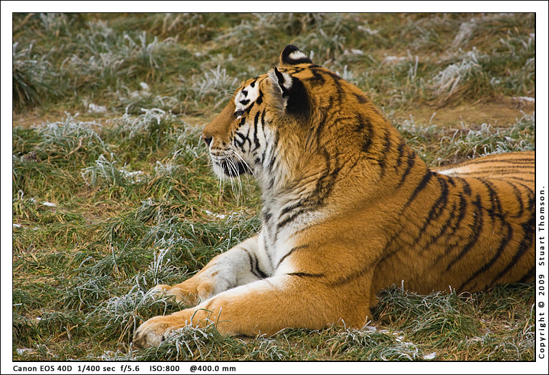 tiger_5430.jpg