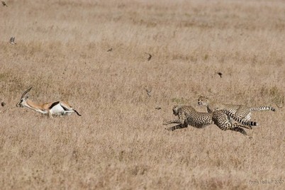 Cheetahs%20200mm.jpg