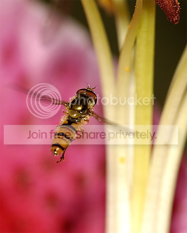 Hoverflies-9th-August015.jpg