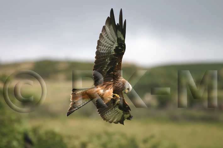 red_kite_06.jpg