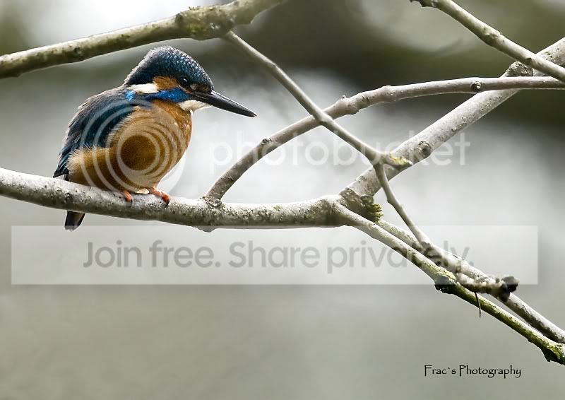 Kingfisher2WM.jpg