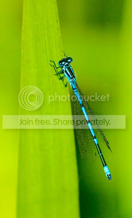 dragonfly-1.jpg