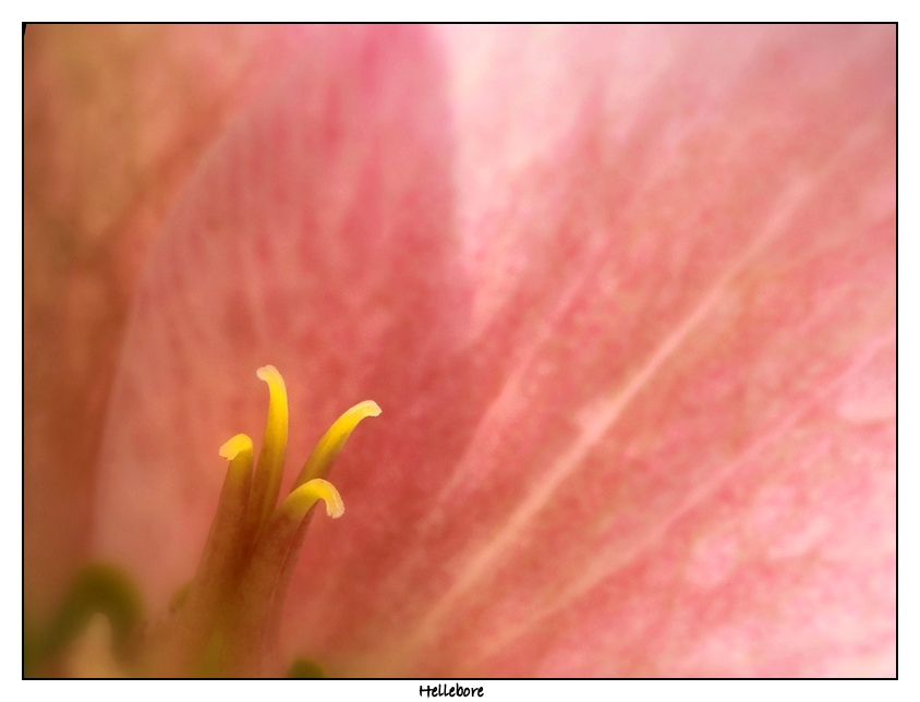 hellebore-1.jpg