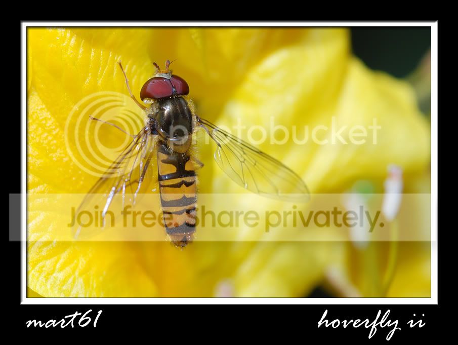 HoverflyiiFramed.jpg