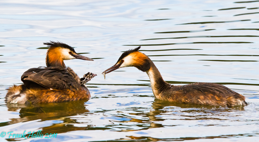 GC%20Grebe%20Chick-1.jpg